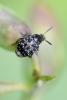 Bruchus sp.